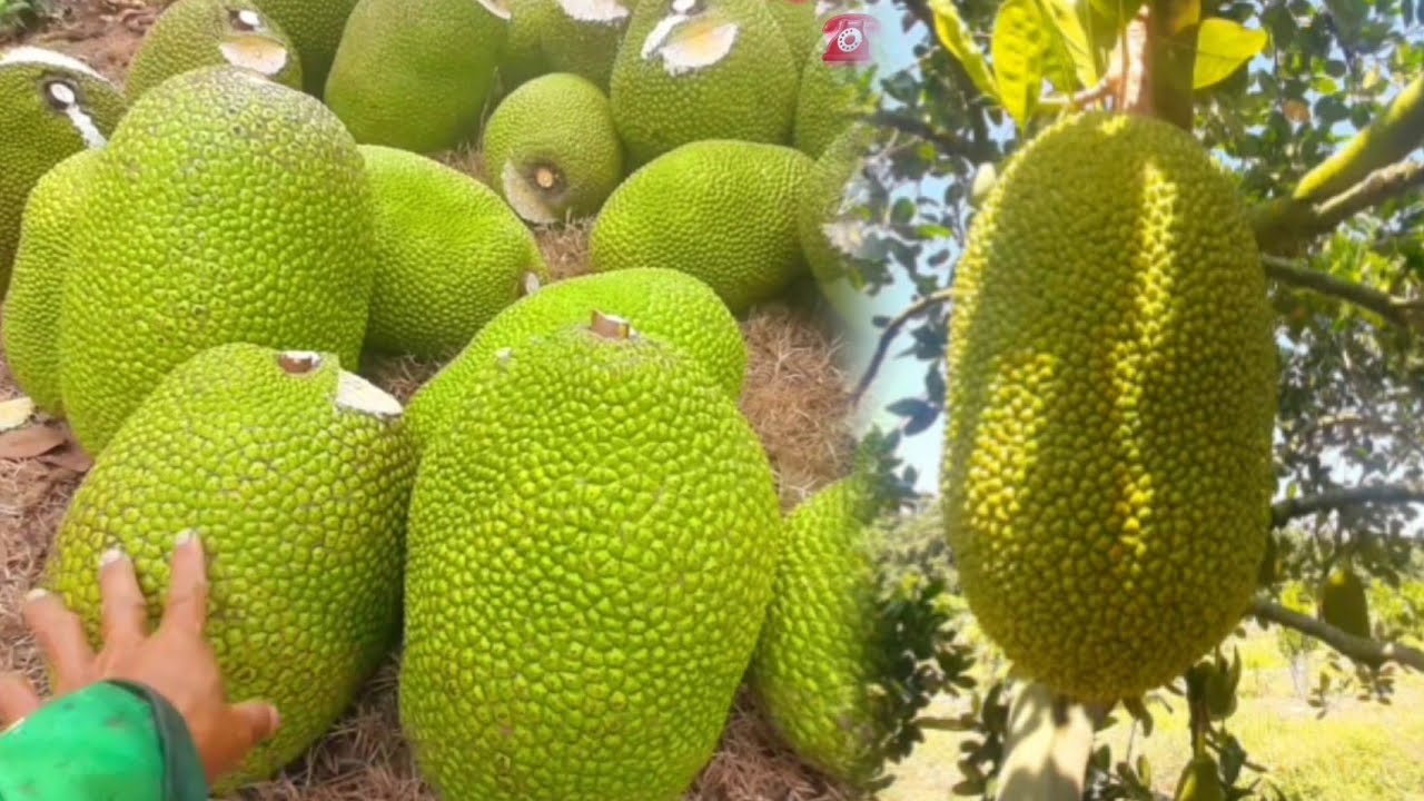 LNCT - Cắt Mít Cuối Năm Chuẩn Bị Ăn Tết Bà Con Ơi #Luân Nguyễn Cây trồng 