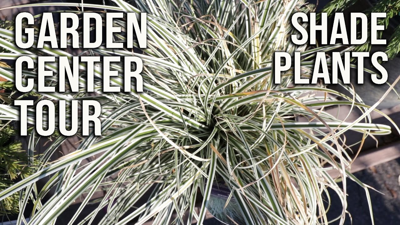 🏡Garden Center Tour / Shade Plant Tour🕶
