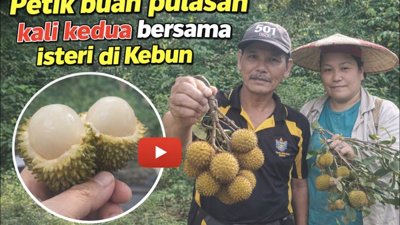 Petik buah pulasan 