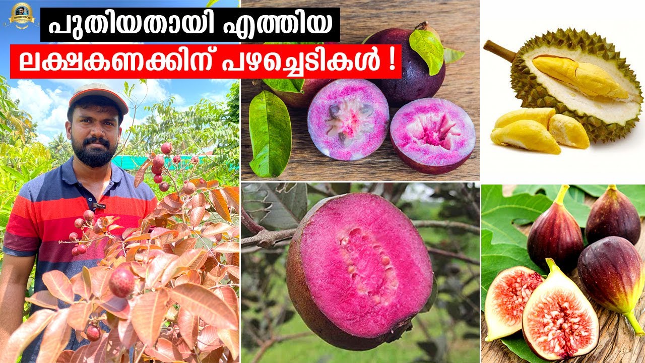 പൂത്തു നിൽക്കുന്നതും കായ്ച്ചതുമായ വലിയ പഴച്ചെടികൾ ! ഏറ്റവും പുതിയതയെത്തിയ ലക്ഷകണക്കിന് Fruit Plants