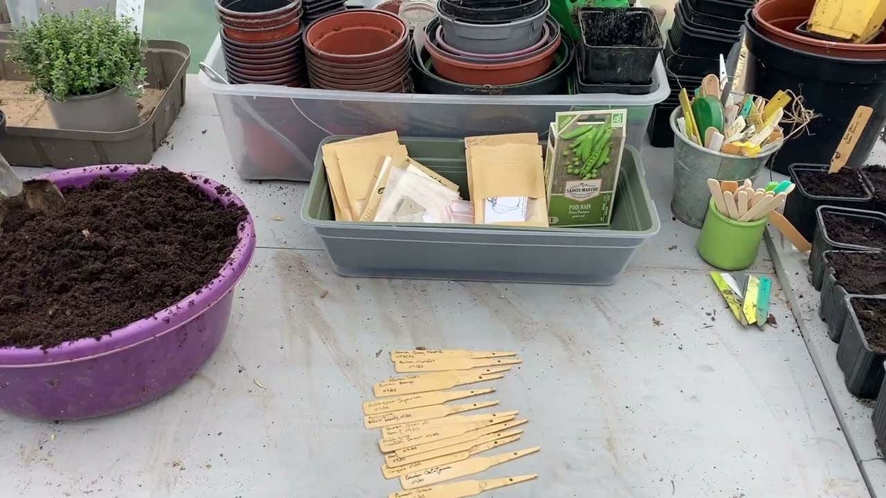 Premier semis de piments, poivrons , aubergines 🍆