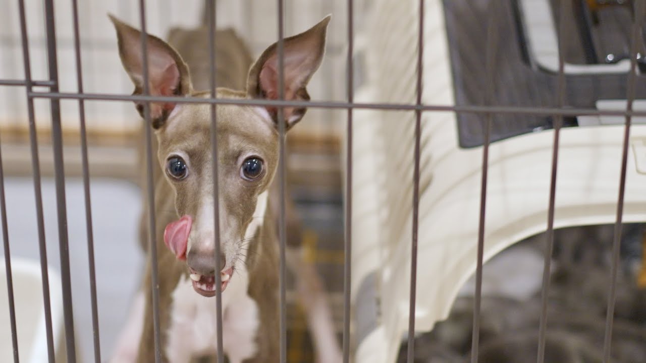 イタグレが1歳の誕生日なので犬猫みんなでケーキ食べました