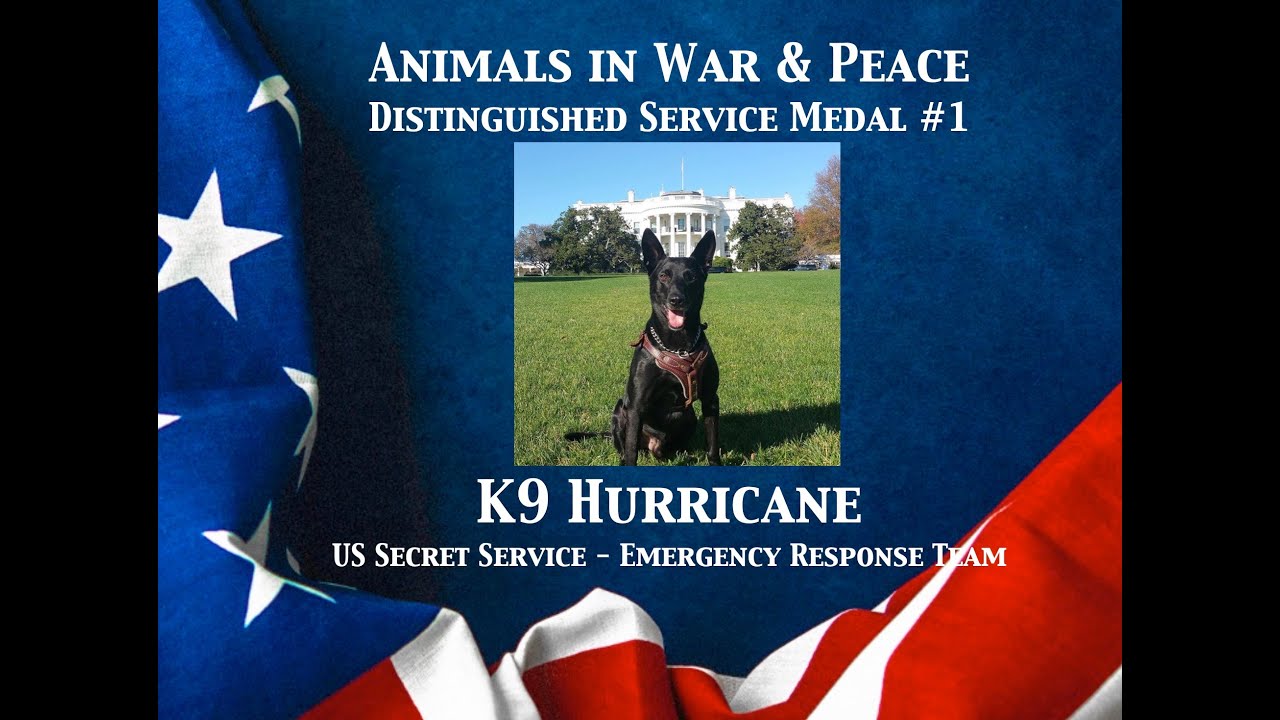 K9 Hurricane - Animals In War & Peace Distinguished Service Medal #1 (2022)