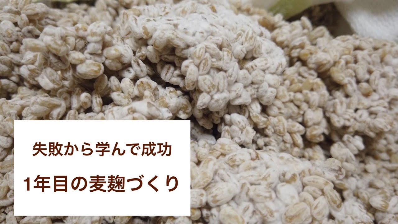 麦麹づくり【失敗と成功】カビが育って嬉しいことは人生なかなか無い