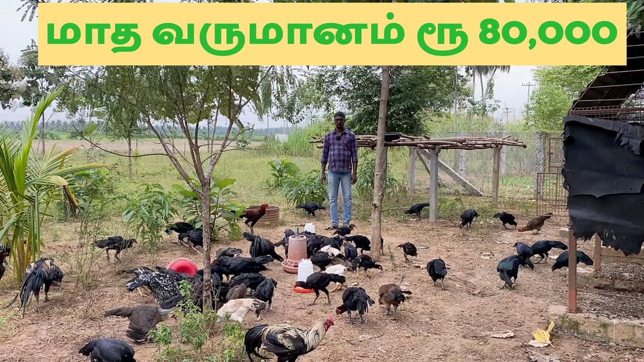 Profitable Aseel rearing and monthly profit Rs 80,000
