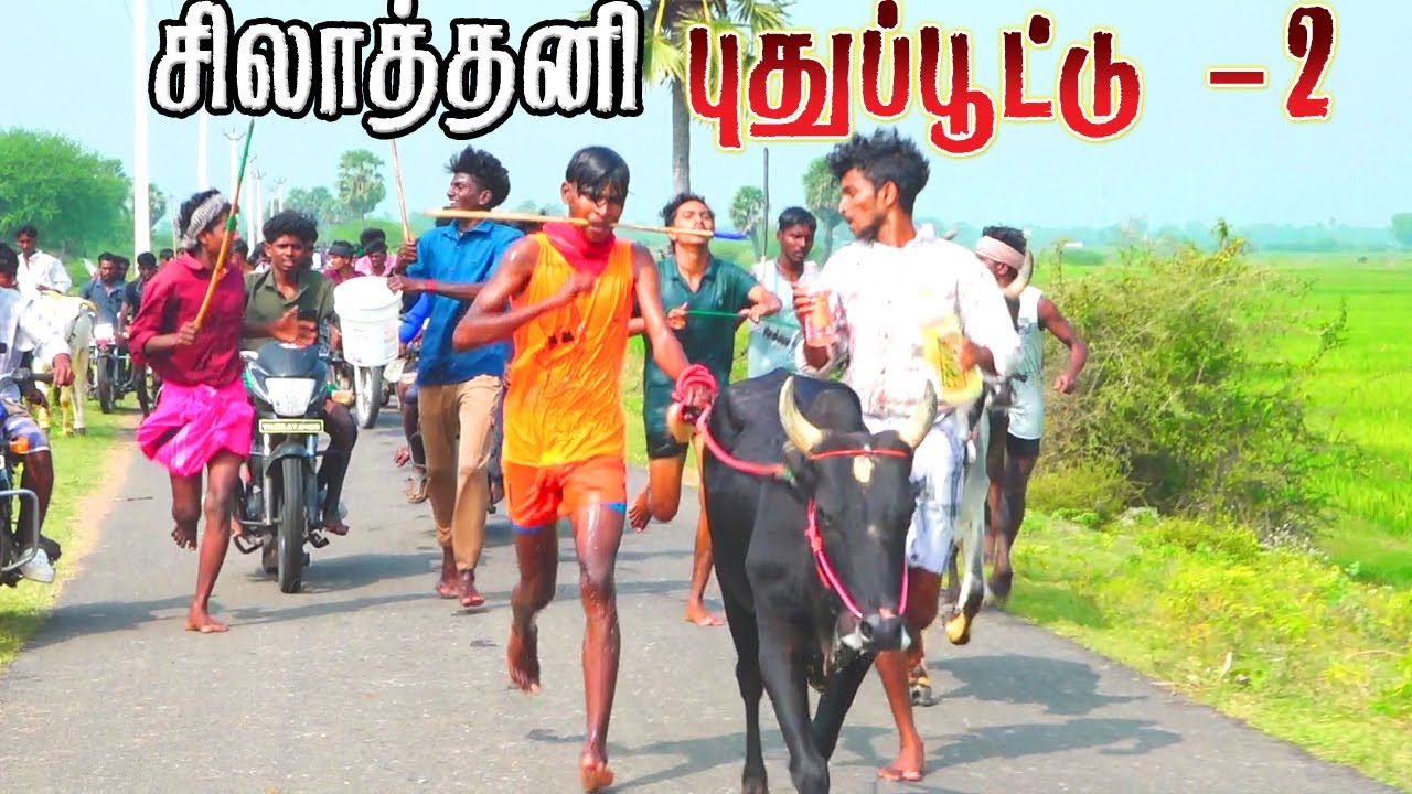 சிலாத்தனி கை புறா புதுப்புட்டு--2   20/12/2025 #krish_studio_kattumavadi  #ksk_rekla_race