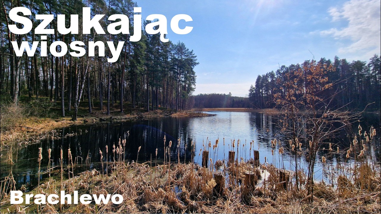 Szukając wiosny - Brachlewo