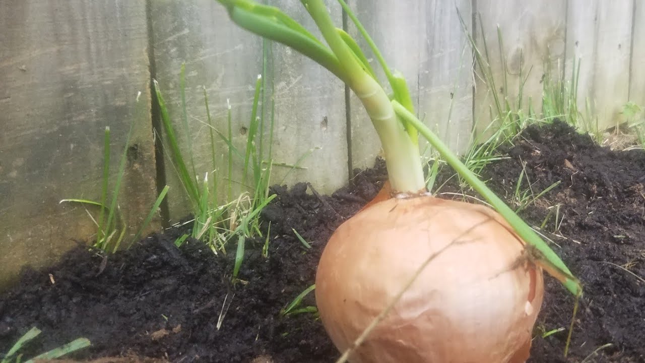 Como sembrar Cebolla brotada!