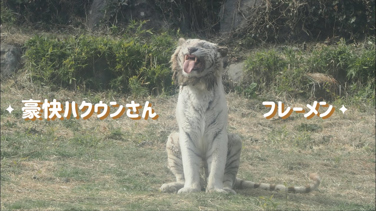 豪快(笑)ハクウンさんフレーメン👅
