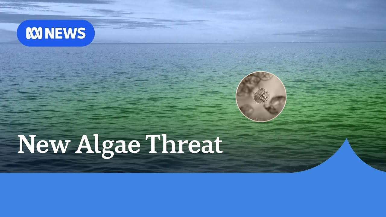 Toxic algal bloom impacts multiple beaches across South Australia | ABC NEWS
