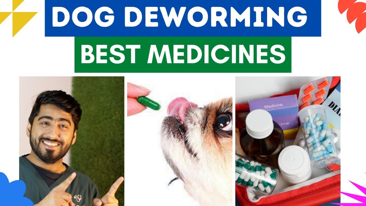 Dog deworming schedule & medicines || Animalia Dot Pk