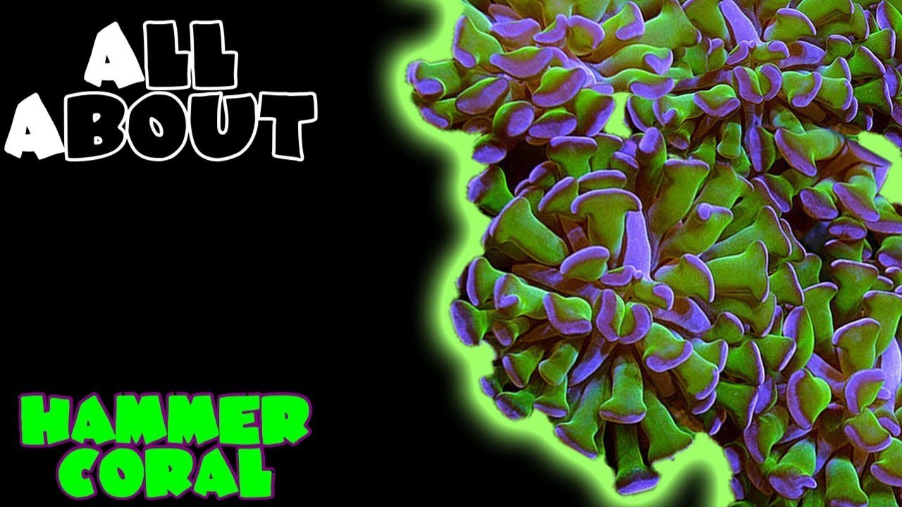 All About The Hammer Coral
