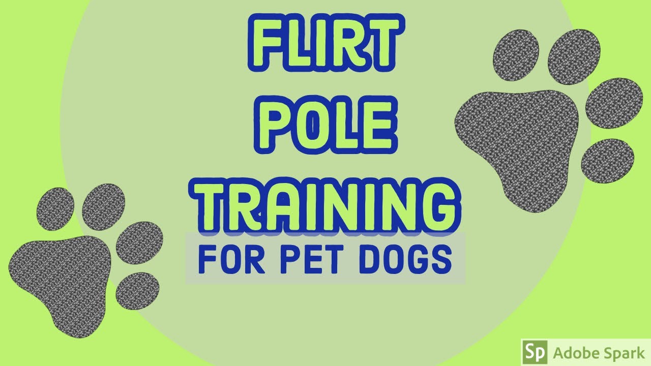 Flirt Pole Training for Pet Dogs