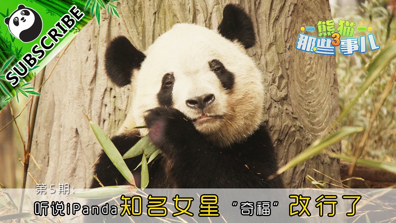 《熊猫那些事儿3》— Ep5：听说iPanda知名女星“奇福”改行了 20170329 | iPanda