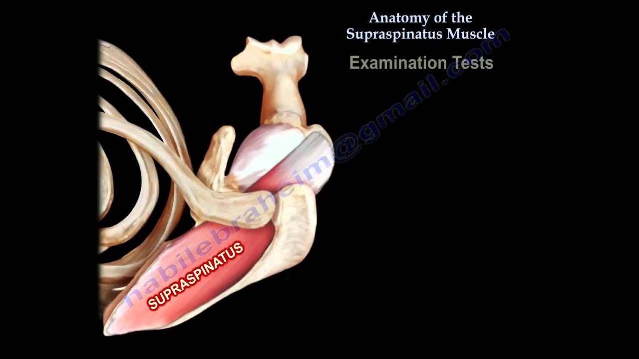 Anatomy Of The Supraspinatus Muscle  - Everything You Need To Know - Dr. Nabil Ebraheim