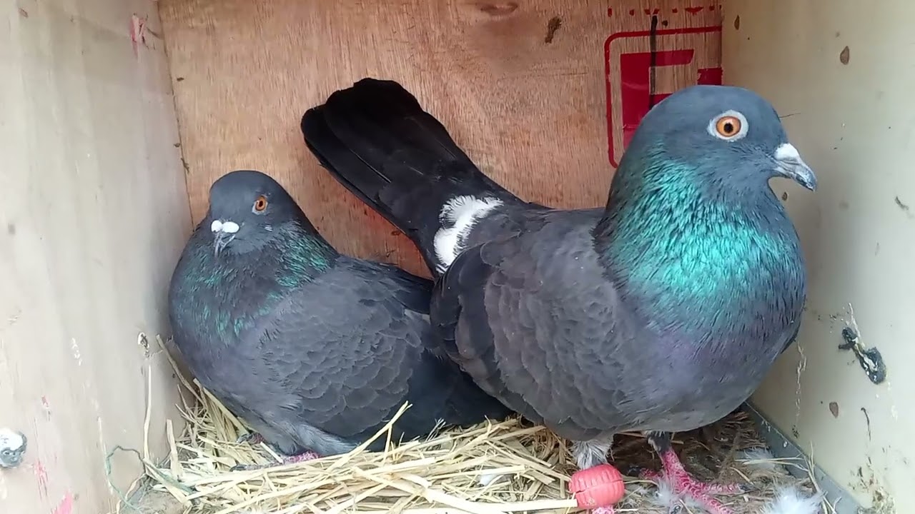 Pigeon lover finally new kabootar a gaye 👌🐦🐦#pigeon #kabutar #bakr 