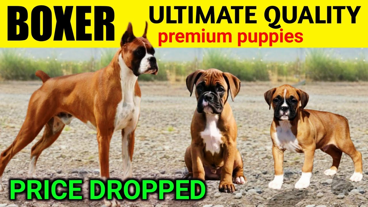Price Dropped | Best quality Boxer puppies for sale