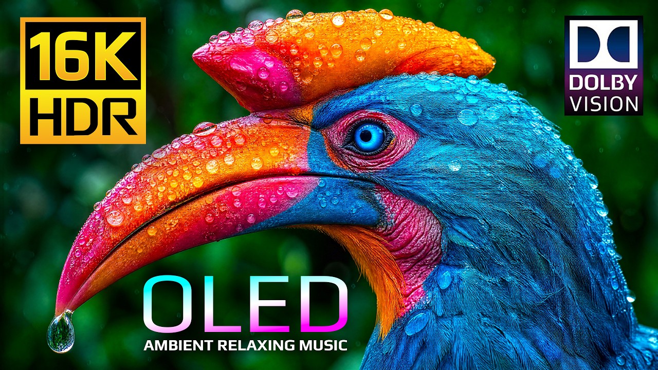 Ultimate Massive OLED Display Test Video 🌿 16K HDR 120fps Dolby Vision (4K &bull; 8K Ultra HD TV)