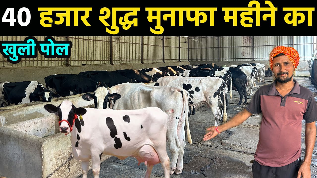 how to start a dairy farm business॥dairy farm business full details॥dairy farming