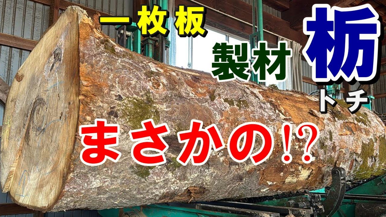 【一枚板製材】これは想定外…岩手県産トチ原木を製材したら虫穴だらけだった！