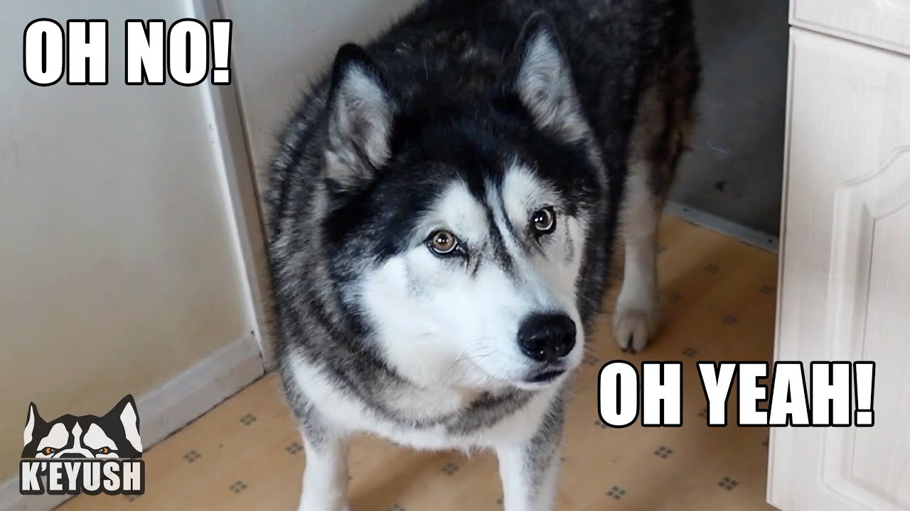 Husky Replied To Things He Should NOT Understand!