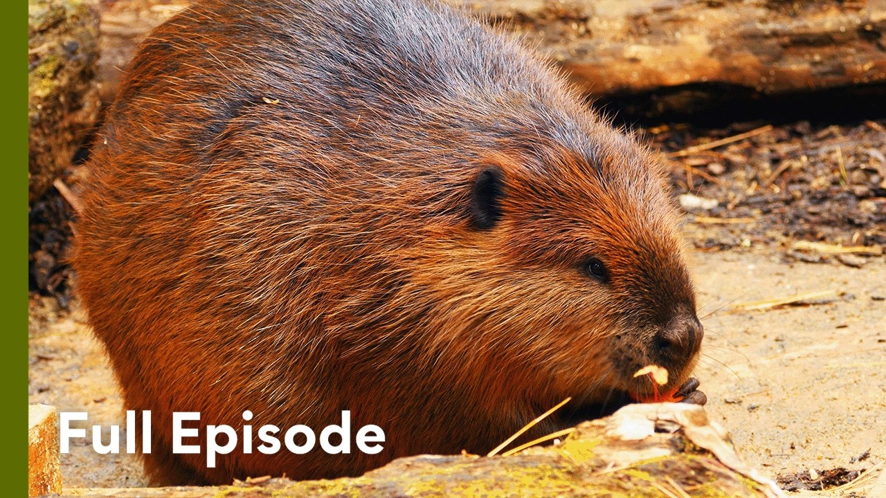 Wilderness in Crisis: Nature’s War Zone | Wild Wild East 107
