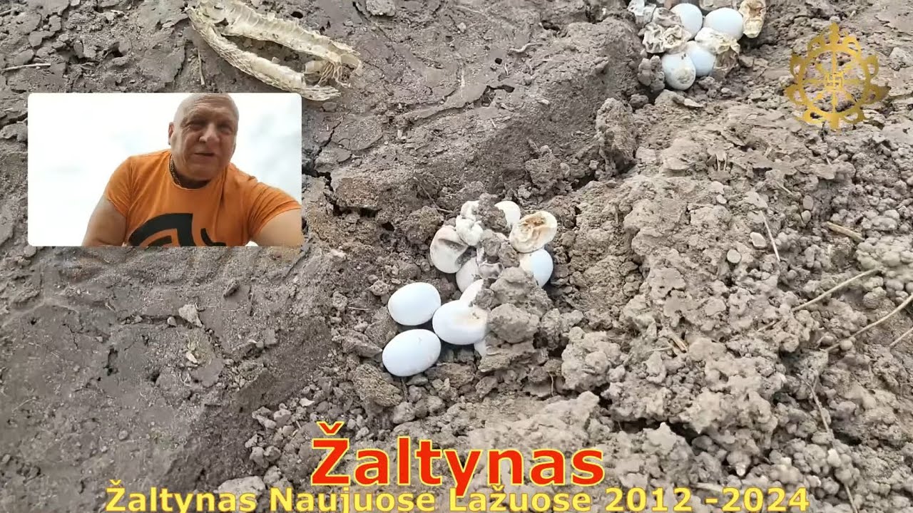 Žalčių kiau&scaron;iniai Naujuose Lažuose!