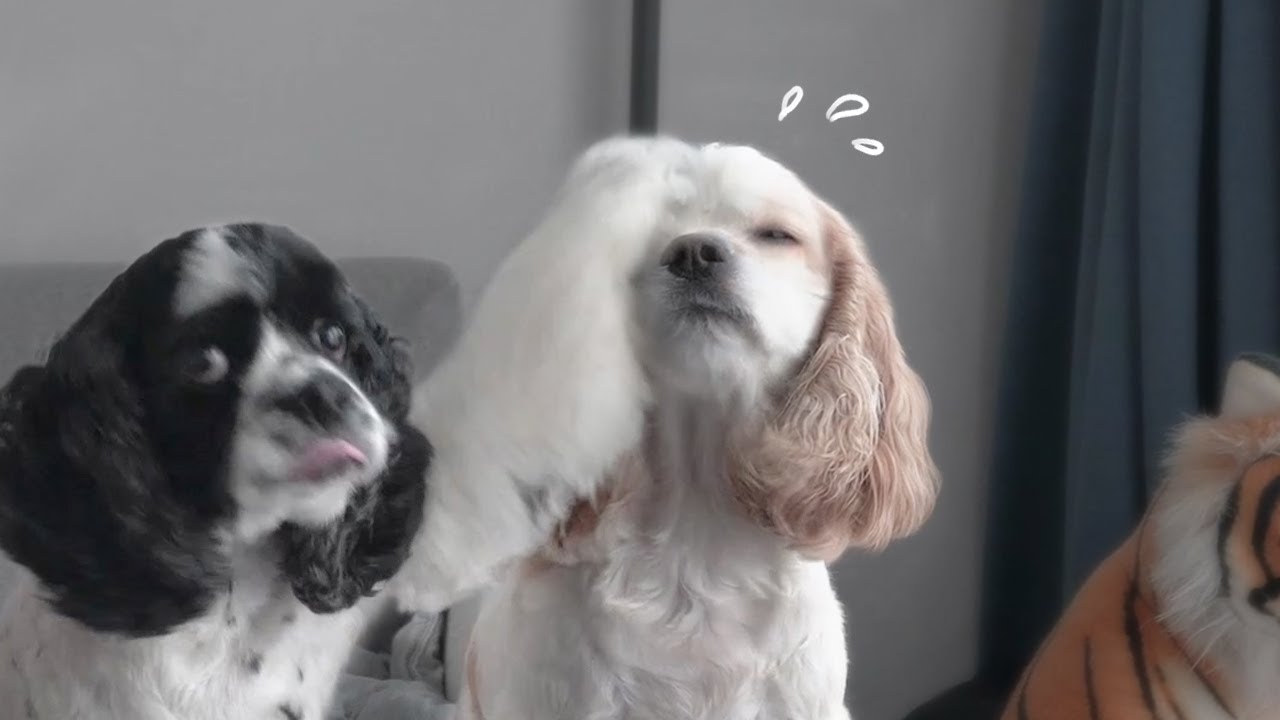 가만히 있다가 동생한테 한대 맞은 강아지