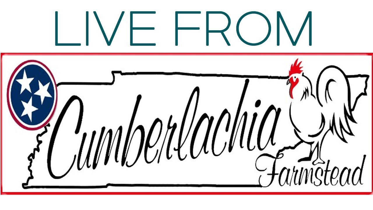 Live from Cumberlachia