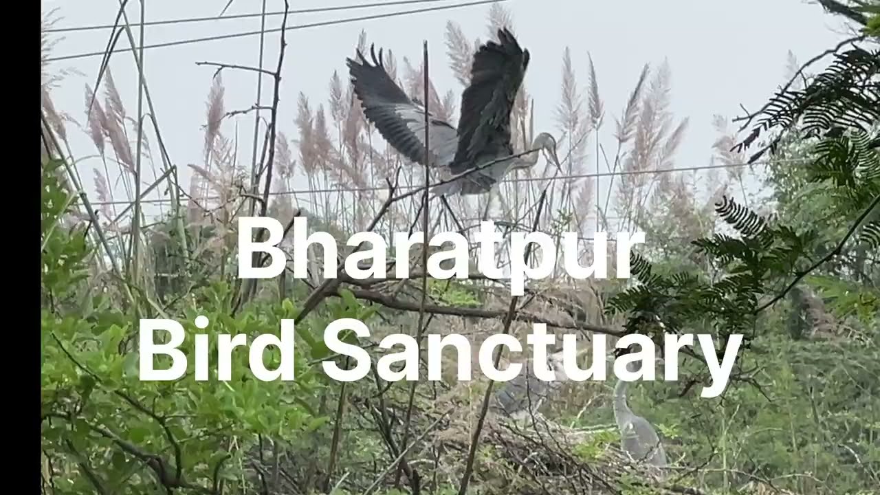 Bharatpur Bird Sanctuary 