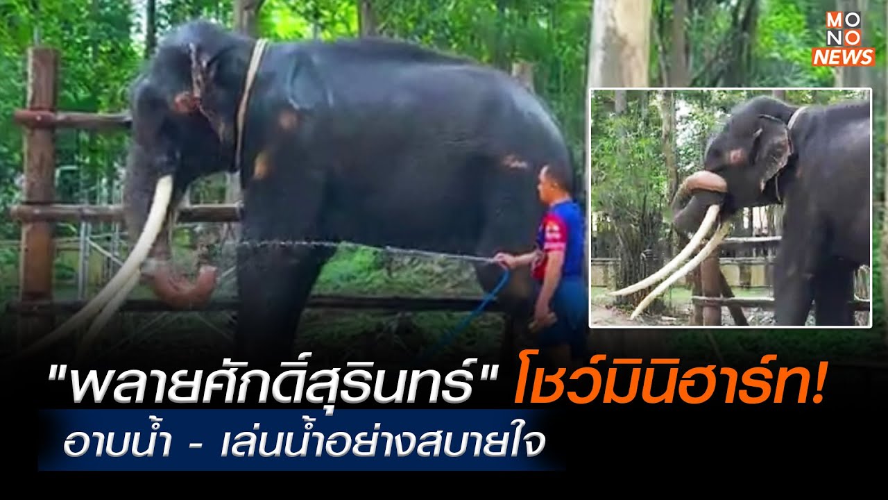 ชูงวงโชว์มินิฮาร์ท! 
