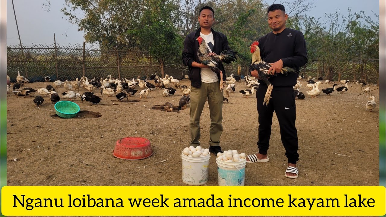 JB Mukshan (Duck) loibana week amada Income kyammuk lakhanba ngammi 