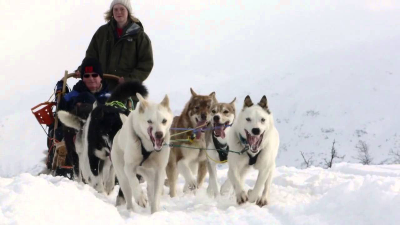 Dog Sledding in Norway