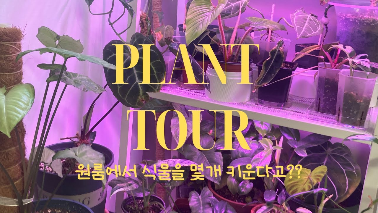 식물로 가득 찬 7평 원룸｜남의 집 플랜테리어 구경