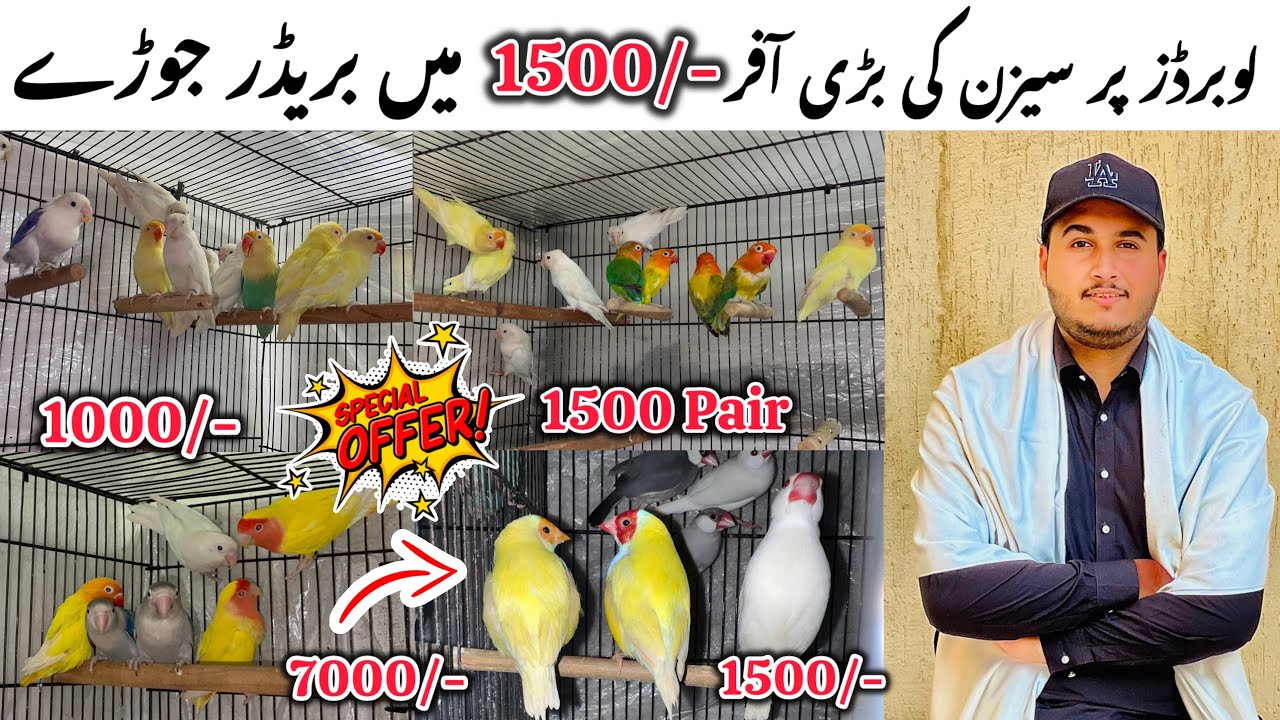 Lovebirds py season ki sub sy bri offers || Breeder pieces bulk me available hein. 