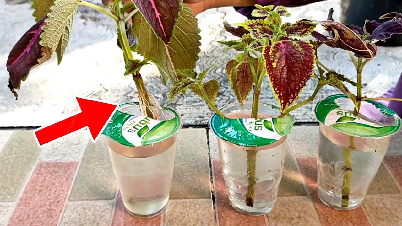 COLEUS PLANT PROPAGATION in Water at Home is Very easy for Beginners