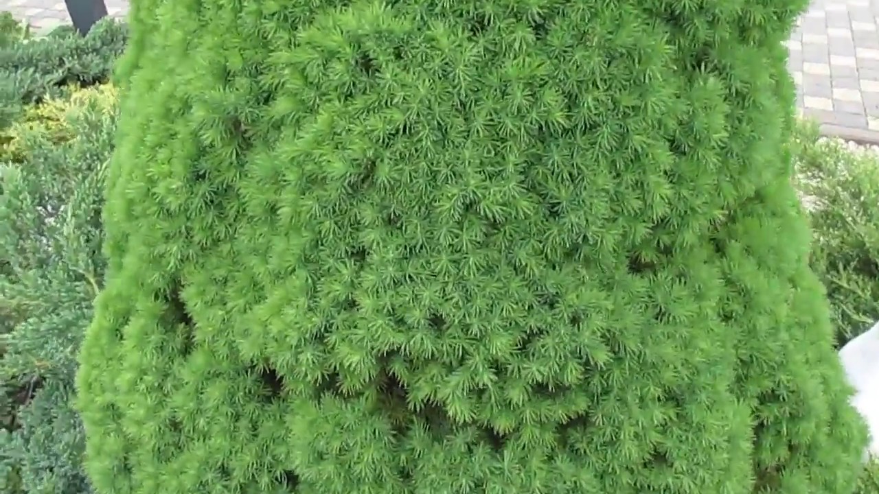 ЕСЛИ ЕЛЬ КОНИКА СОХНЕТ, КАК ЛЕЧИТЬ.