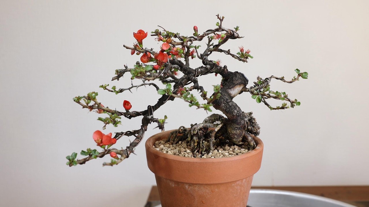 誰も知らない長寿梅の根捌き　7000円長寿梅