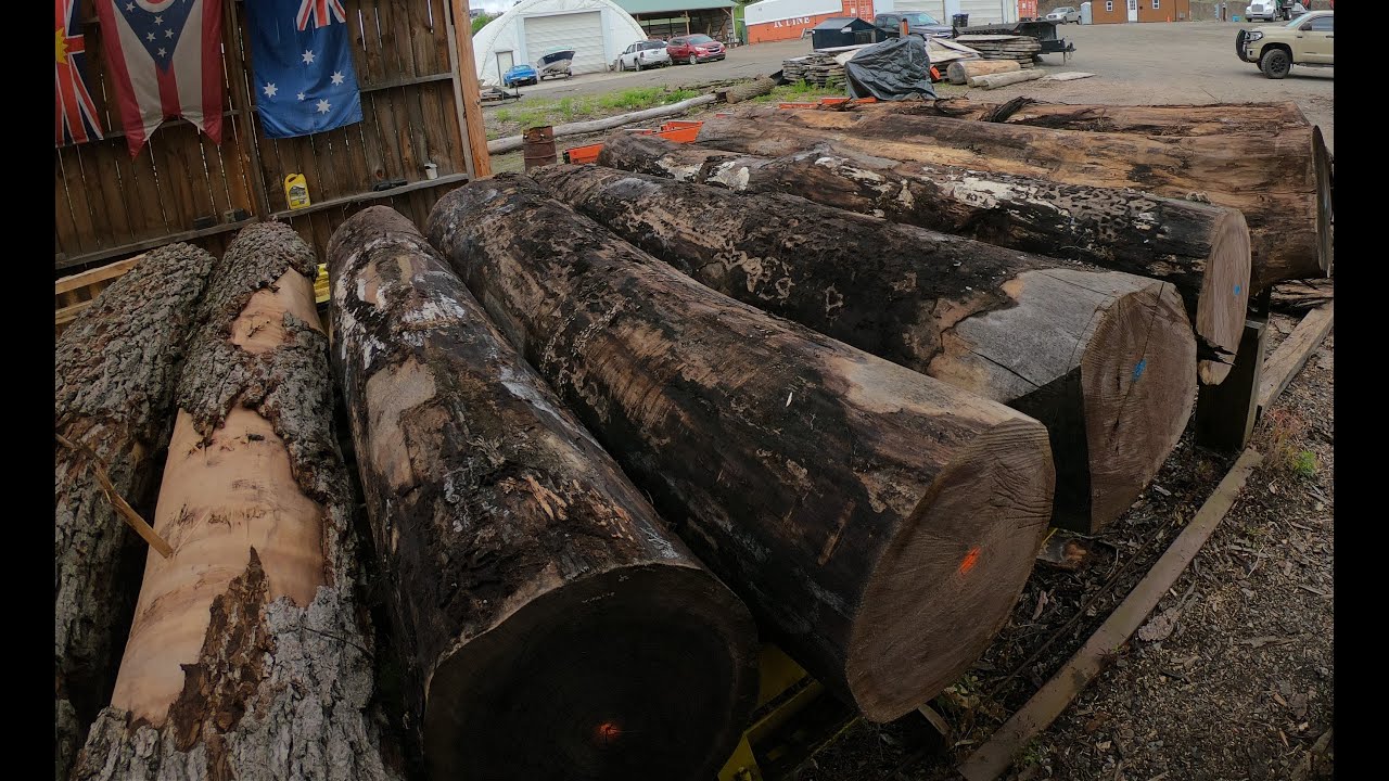 Sawing four beautiful walnut logs # 716