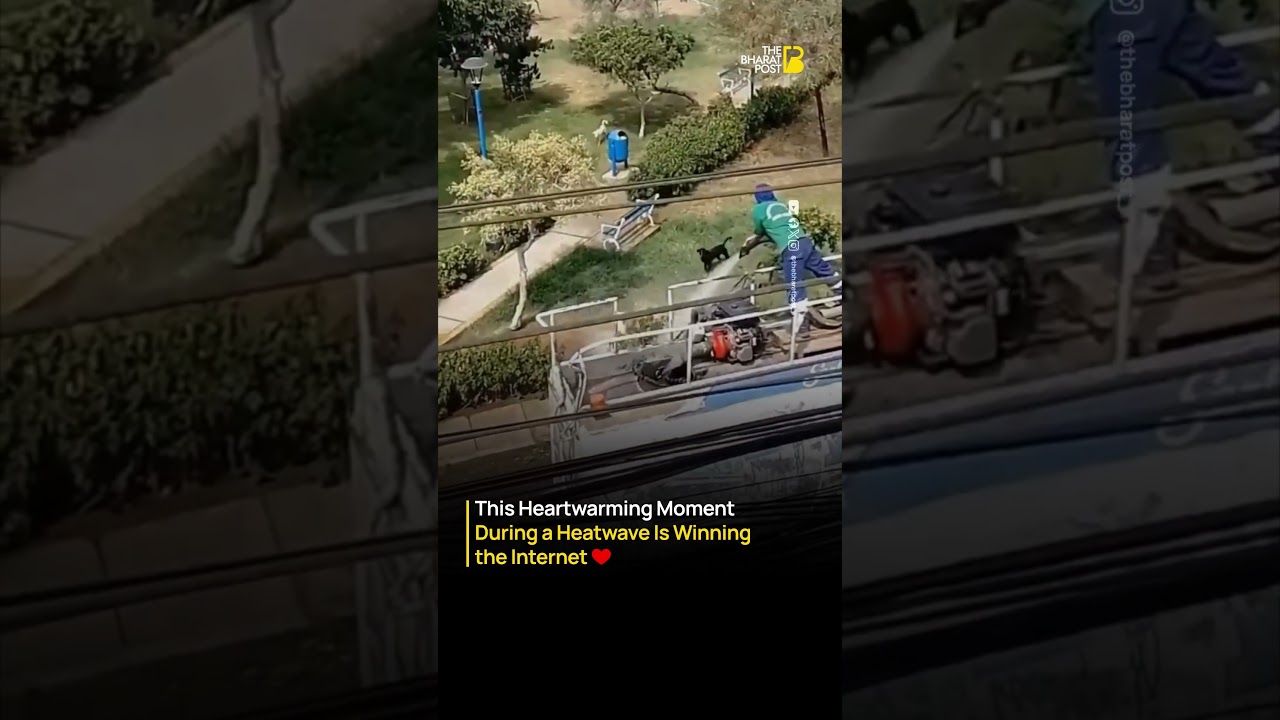 Water Tanker Operator Saves Stray Dogs During Heatwave | The Bharat Post