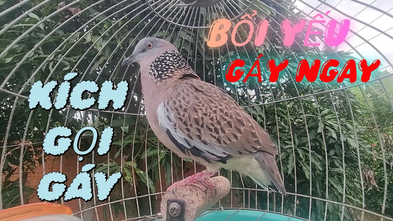Mồi Khó Gáy Bao Nhiêu càng nghe càng dễ gáy giọng hợp bổi nhanh gáy dùng kích
