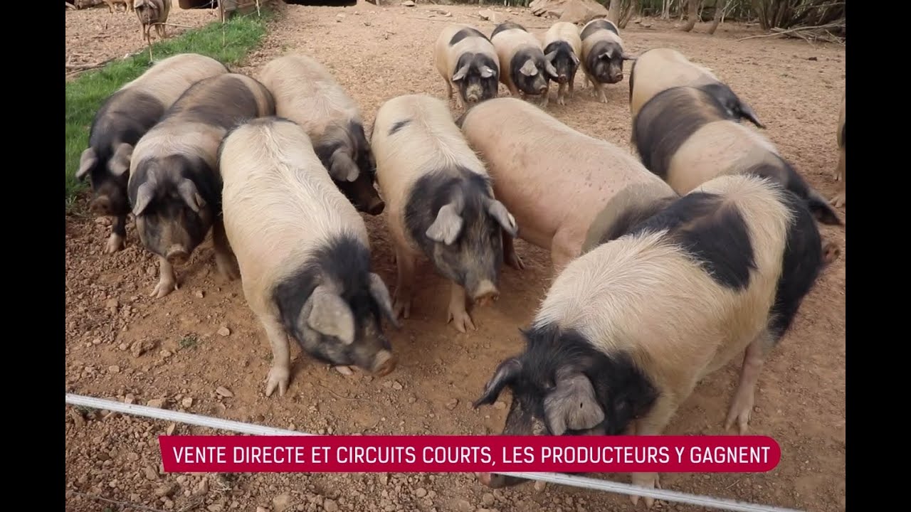 📽️ Reportage : Vente directe et circuits courts les producteurs y gagnent