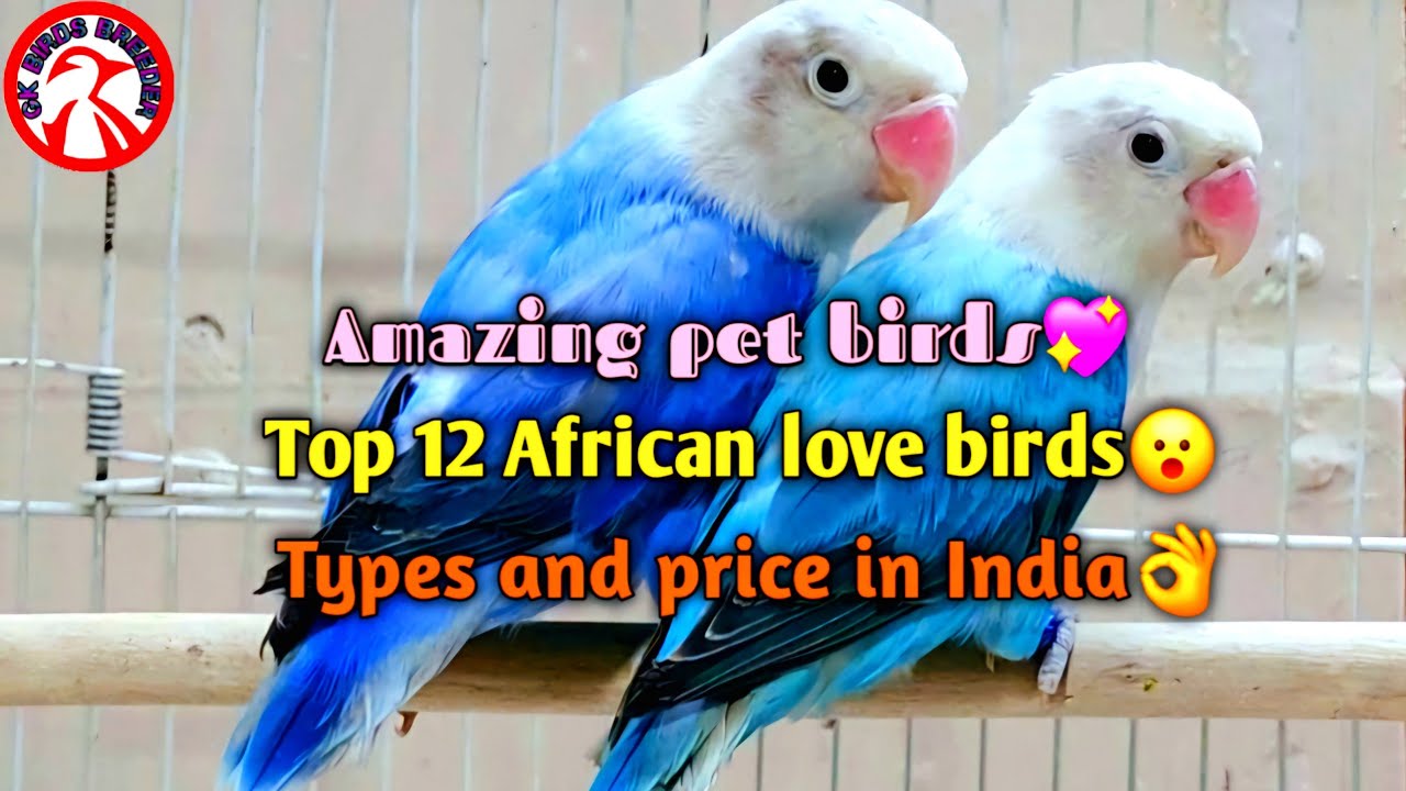 2025-26 😲Top 12 African love birds types and price list in india/ Gk birds breeder