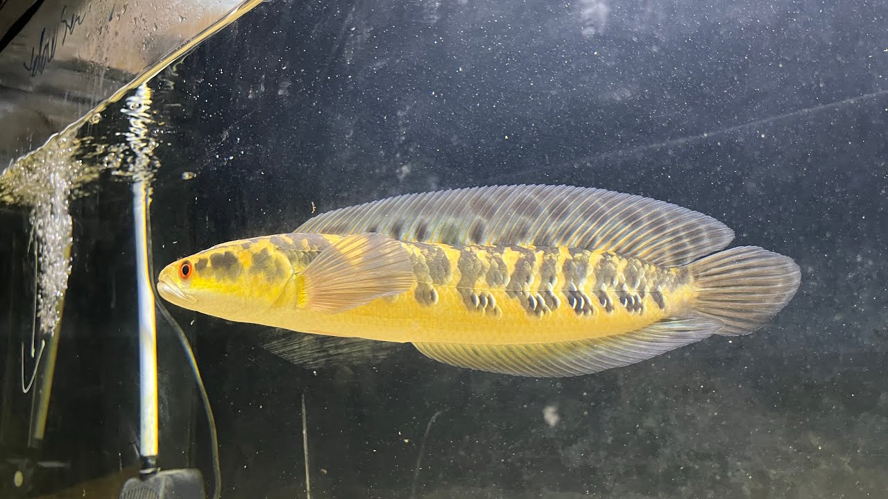 TỔNG QUAN VỀ DÒNG CÁ LÓC CẢNH YELLOW SENTARUM
