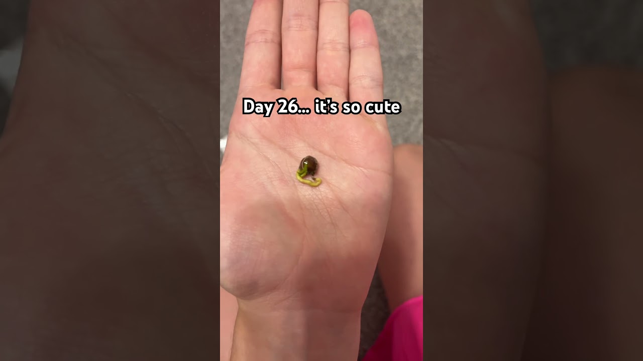 Day 26 of sprouting a grapefruit #garden