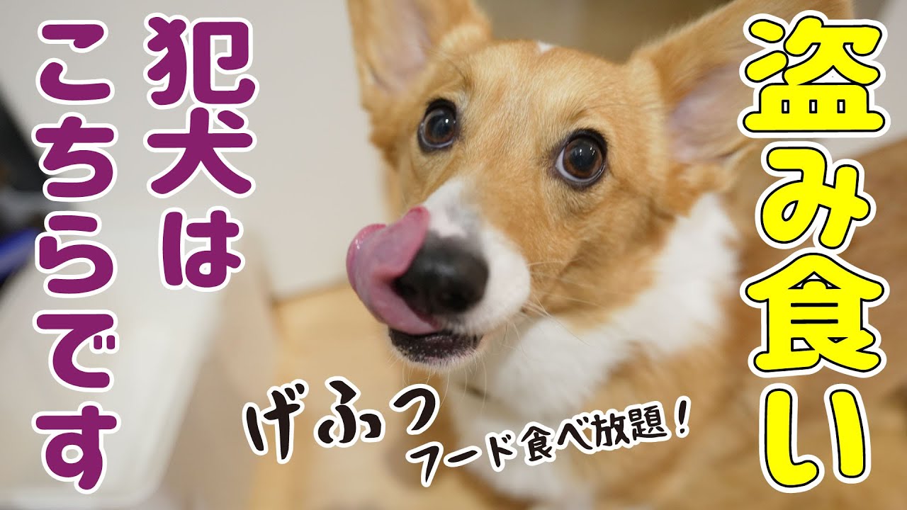 ドッグフード盗み食い事件が発生しました...！