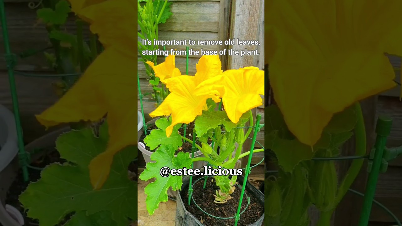 😱 WATCH THIS Pruning Your Zucchini/Courgette Increases Airflow #shorts