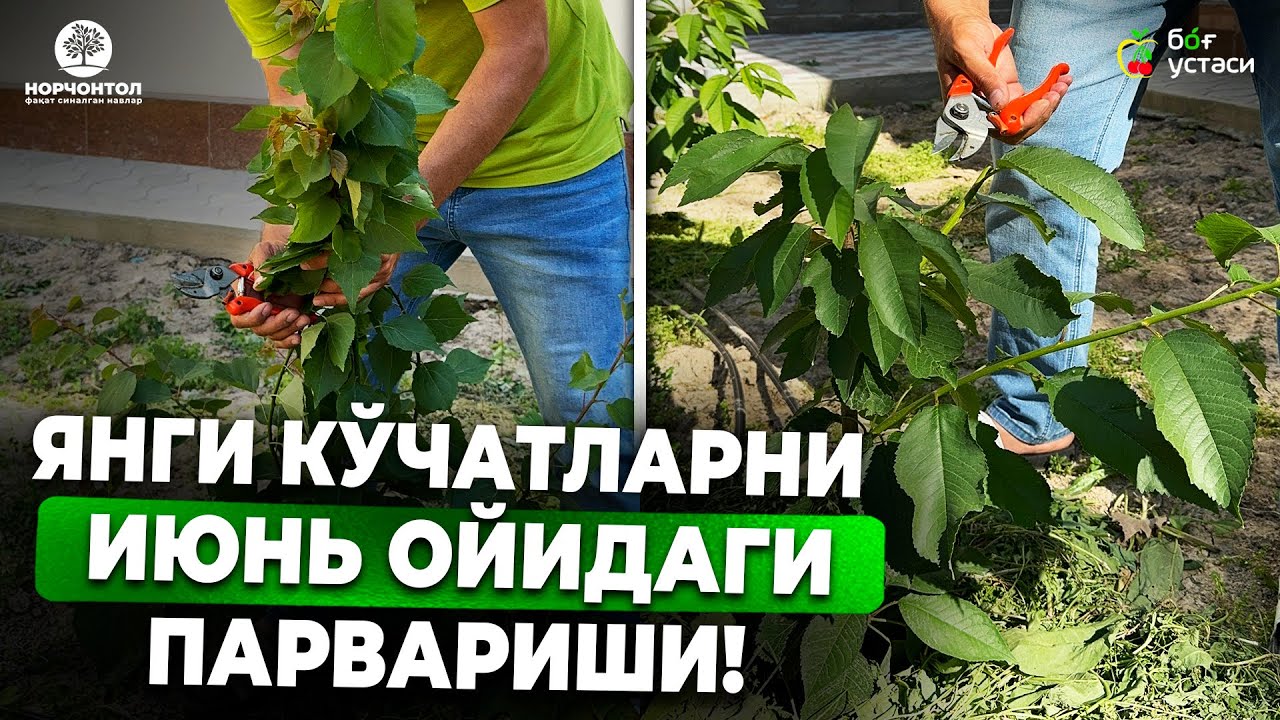 ШАФТОЛИ, ЎРИК ВА ГИЛОС КЎЧАТЛАРИНИ ИЮНЬ ОЙИДАГИ ПАРВАРИШИ! | ШУҲРАТ АБРОРОВ #shuhratabrorov #gilos