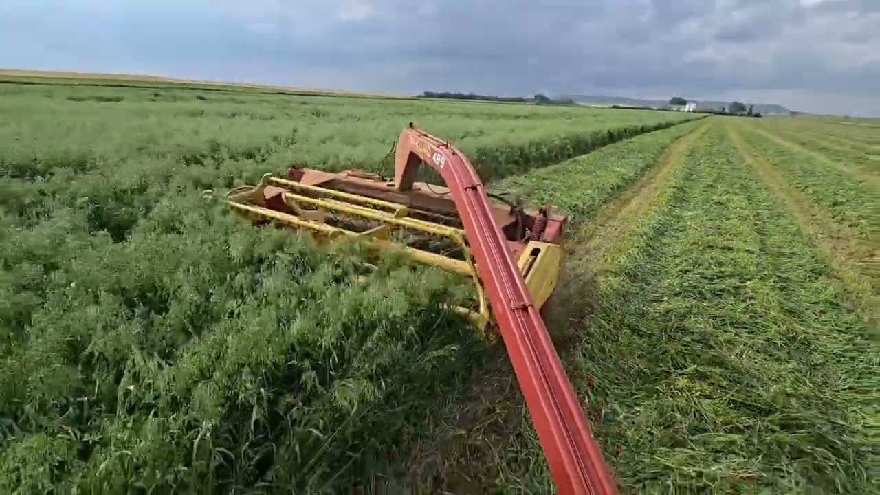 Cutting oats and peas New Holland 499 and 806 International 