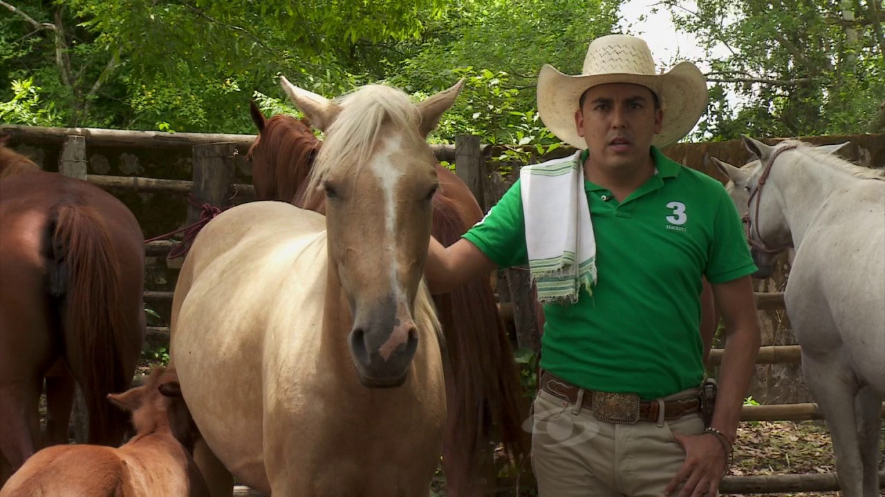 Características del caballo cuarto de milla | La Finca de Hoy